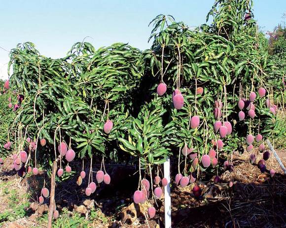 planter un manguier