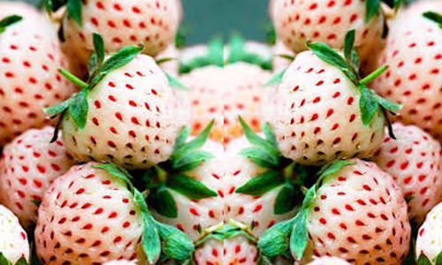 fraises-blanches