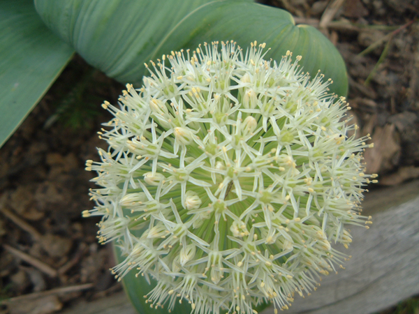 l'Allium, une boule haute en couleur pour le jardin