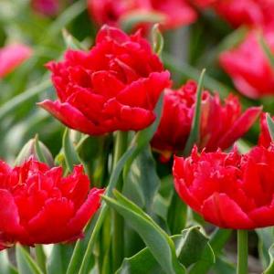 Tulipes Cartlon double rouge hative