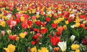 tulipes en melange