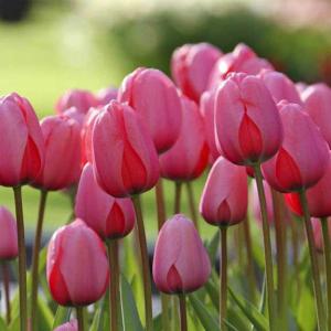 tulipes darwin pink impression