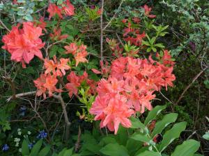 azalees rhododendron