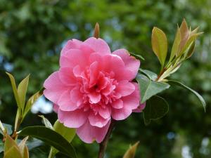 camélia fleur rose