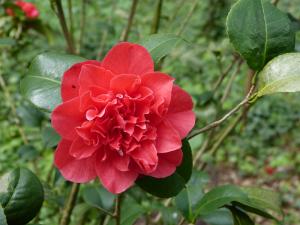 camélia fleur rouge