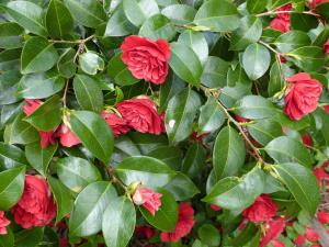 camélias fleurs rouges