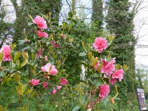 camélias fleurs roses