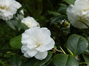 camélias fleurs blanches
