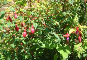 fuchsias roses du jardin