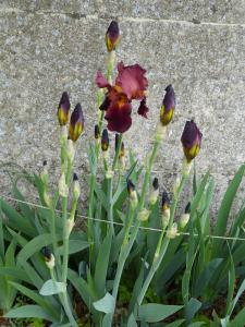 iris rouge