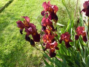 iris rouge