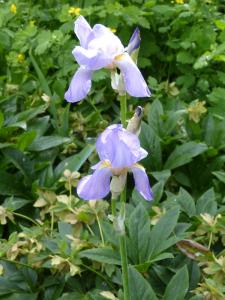 iris bleu