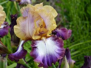 iris jaune et mauve