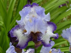 iris blanc et bleu