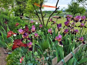 iris rouges et mauves en massif