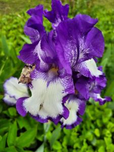 iris bleu violet blanc