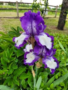 iris bleu violet blanc