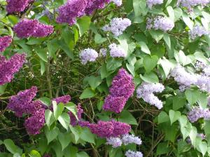 lilas blanc et violet en fleurs