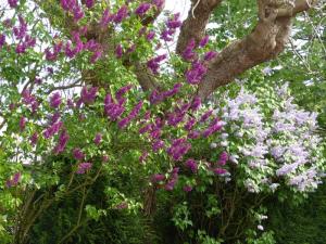 lilas blanc et violet en fleurs
