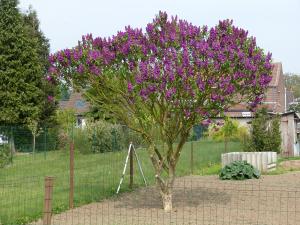 arbre lilas violet