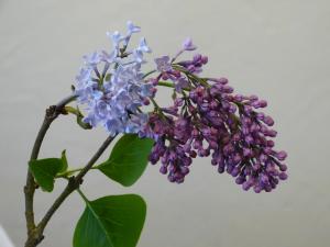 lilas violet en fleurs