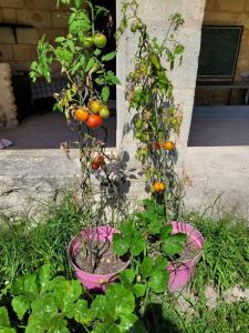 plant de tomates en pot