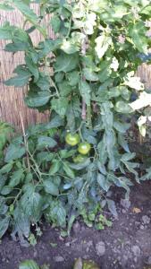 potager- plant de tomates