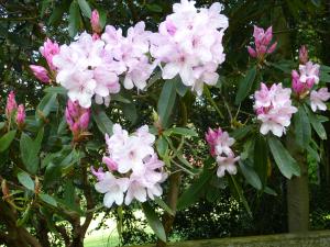 Rhododendron rose pale