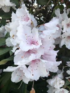 rhododendron en fleurs blanches