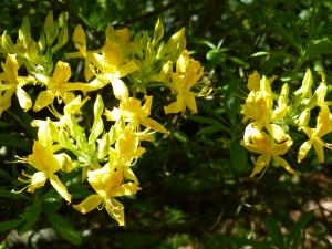 Rhododendron jaune