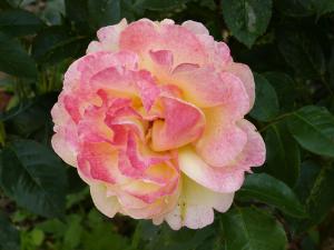 rose jaune tachetée rose