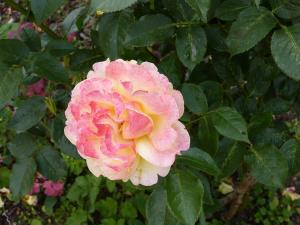 rose jaune tachetée rose