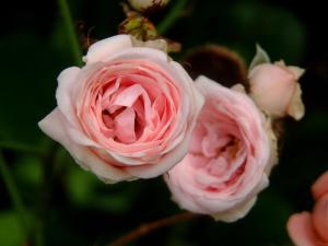 rose rose zoom