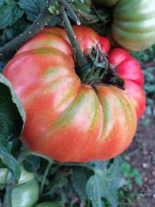 tomate gros plan