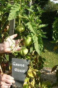 tomates grosse russe