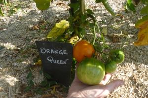 Tomate orange queen