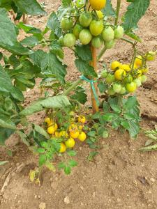 tomates cerises jaunes sur plants