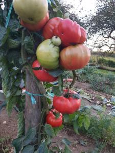 tomates grosses russes sur plants