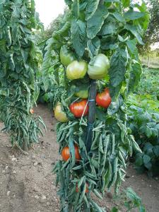 tomates sur plants