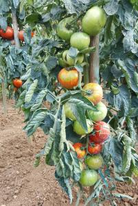tomates sur plants