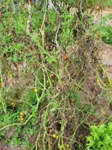 plants de tomates mildiou