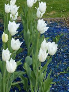 tulipes blanches