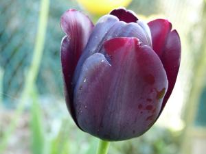 magnifique tulipe sombre