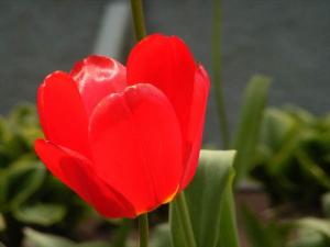 jolie Tulipe rouge - comment planter les tulipes et s'en occuper