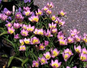 tulipe saxatilis