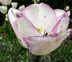 tulipe shirley