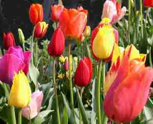 Tulipes - comment planter les tulipes et s'en occuper