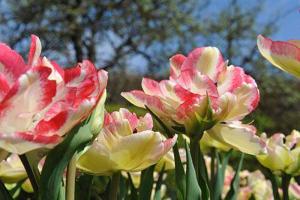 tulipes bi colores