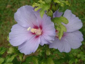 althea-hibiscus-010